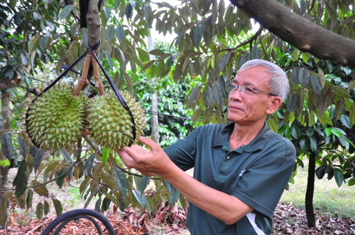 Thong-tin-loai-cay-giup-mot-xa-co-hon-300-ty-phu-co-nhung-ho-dan-dat-thu-nhap-tren-10-ty-dong-nam-3