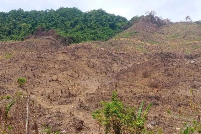 98-ha-rung-bi-xam-hai-gia-lai