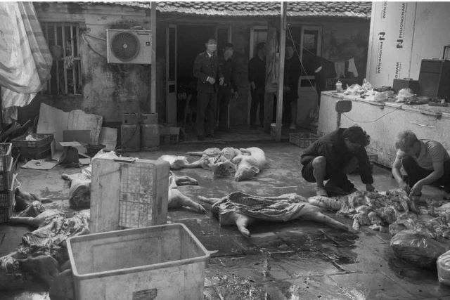 khoi-to-duong-day-buon-thit-lon-nhiem-dich-ta-chau-phi-2