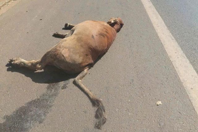 xe-tai-tong-lien-hoan-dak-lak-3