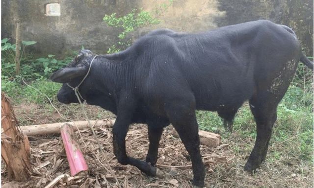 con-bo-6-chan-o-thanh-hoa-1