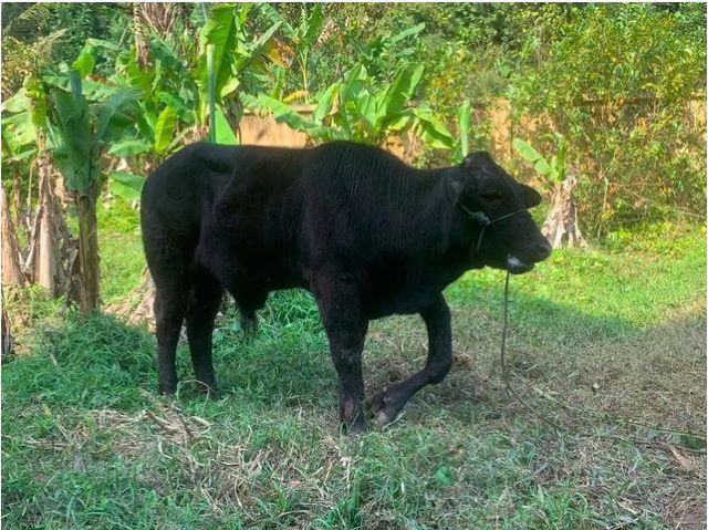 con-bo-6-chan-o-thanh-hoa-3