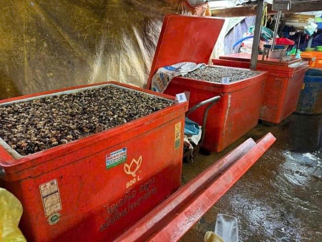 can-canh-co-so-ngam-oc-buou-bang-hoa-chat-6