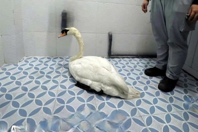 thien-nga-bi-bat-trom