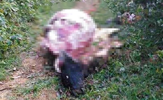 thanh-nien-trom-trau-o-thanh-hoa