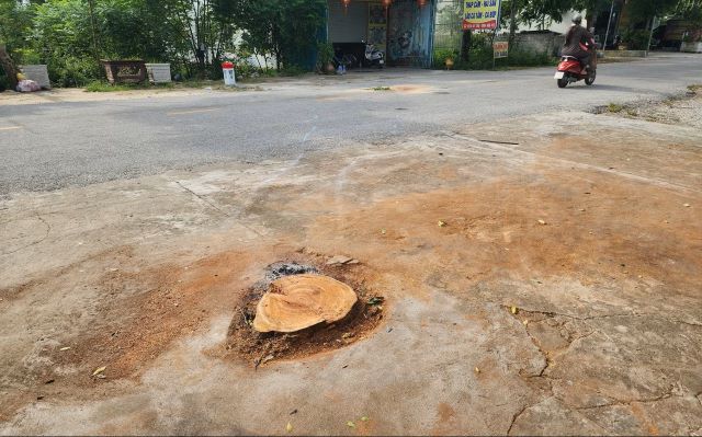 vu-cua-cay-do-chet-nguoi-thanh-hoa