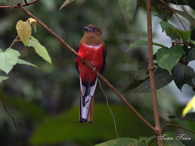 red-headed-trogon-1215