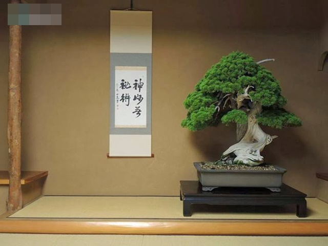 800-year-old-bonsai-tree-1508919892430-1508924601376