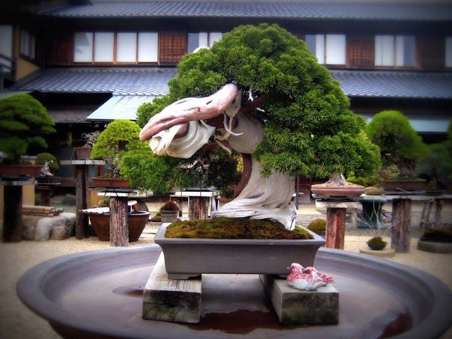 oldest-juniper-bonsai-1508920050435