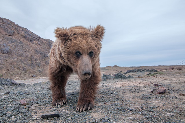 MM8079_GobiBears_110506_00019-1
