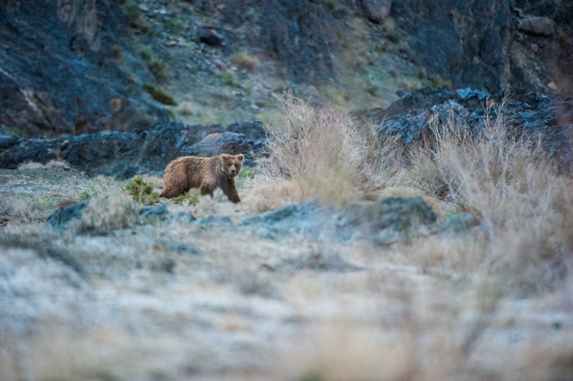 MM8079_GobiBears_110506_07843