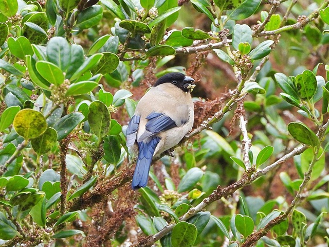 azores-bullfinch_apr_web (1)