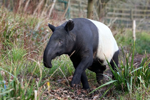 tapirus-indicus-07-5471-5680