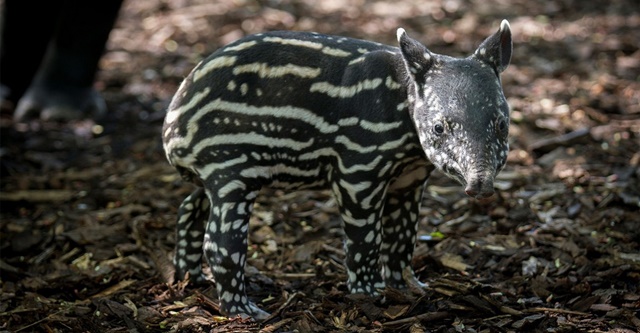 tapirus-indicus-08-375-9453