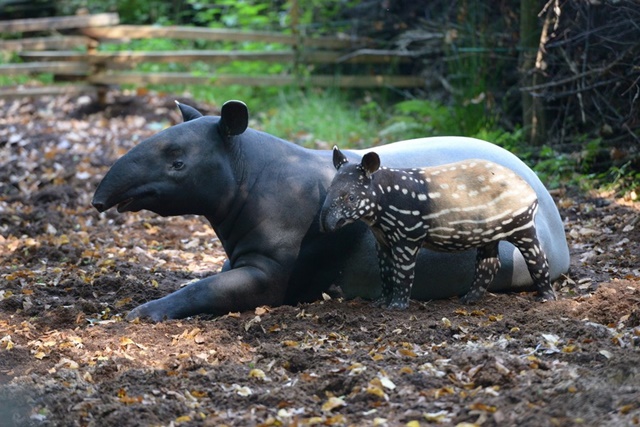 tapirus-indicus-12-1943-9800