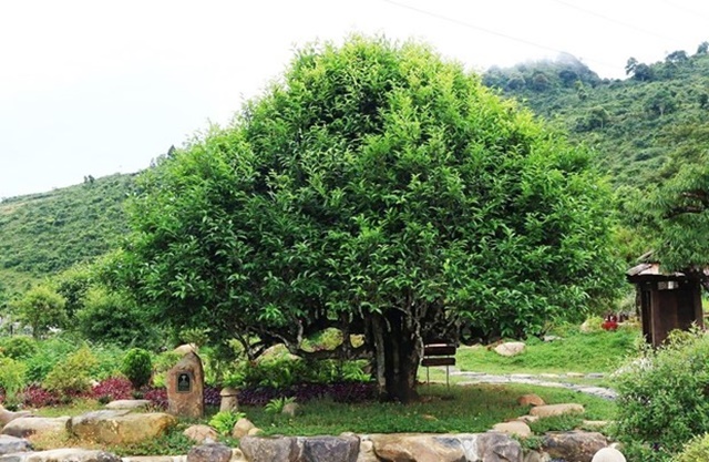 ngam-che-co-thu-hang-tram-tuoi-o-do-cao-1400m-tai-yen-bai-hinh-3