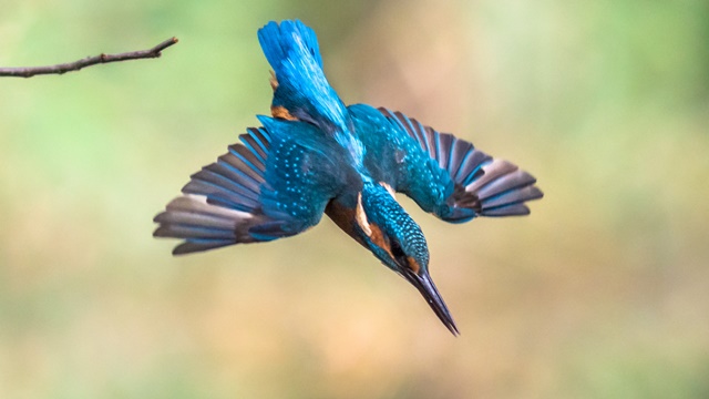 kingfisher-diving