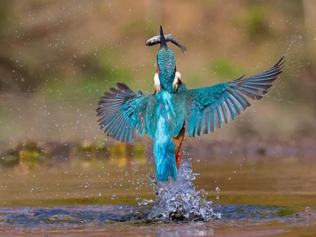 kingfisher-with-fish