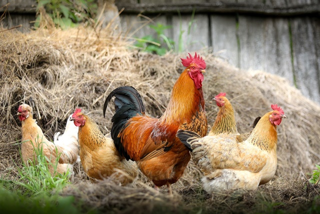 chickens-2522623_1280