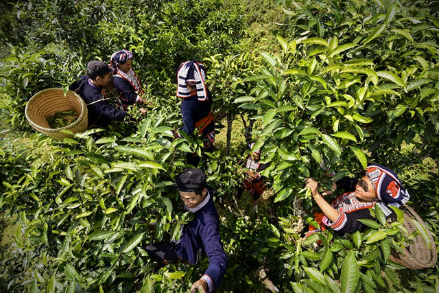 ngam-che-shan-tuyet-co-thu-duoc-cong-nhan-cay-di-san-viet-nam-Hinh-7