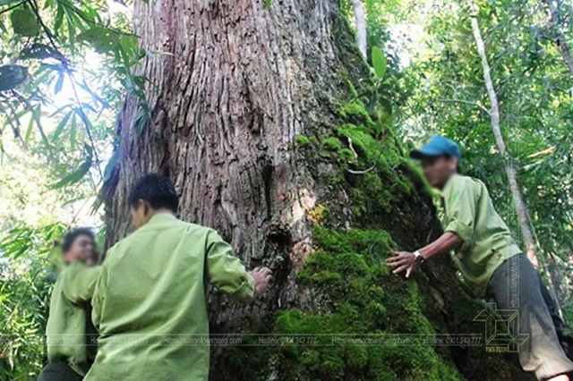 Khúc gỗ 5.000 năm tuổi từng được rao bán 10 tỷ đồng ở Hà Nội: Thuộc top đầu gỗ quý nhất Việt Nam