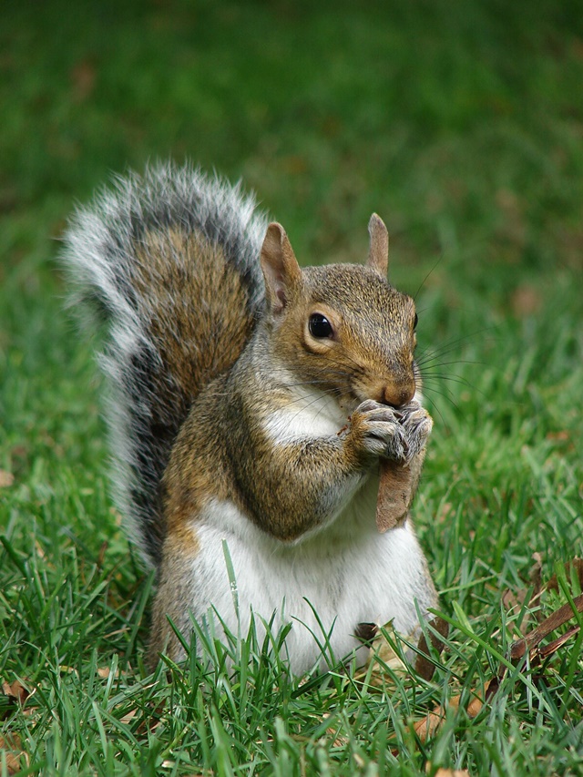 Gray_squirrel_(Sciurus_carolinensis)_in_Boston_Public_Garden_September_2010