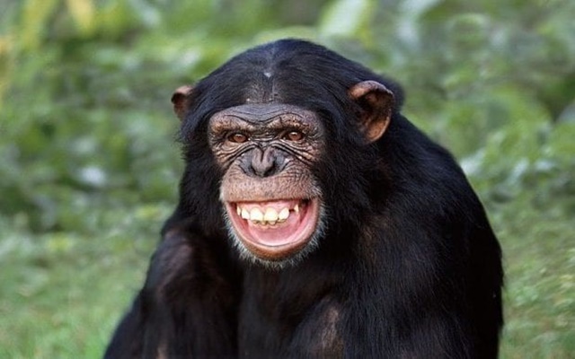 chimpanzee-smiling3447413btransnvbqzqnjv4bqpjliwavx4cowfcaekesb3kvxit-lggwcwqwlarxju8-15264671011511292273606