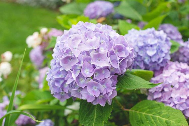 growing-hydrangeas-1402684-01-3942-3246-1680492267