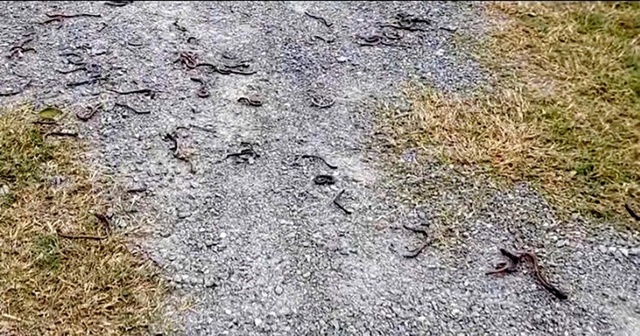 2-12giunquang-tritto-17646496175851807782926_11zon