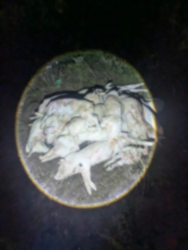 3115020080269224340-1766648102-6604-1766648267_11zon