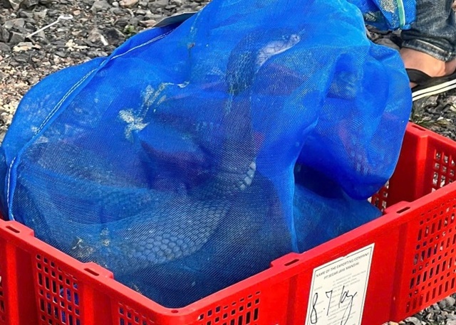 ran-ho-mang-2-1766567713-2786-1766567751_11zon