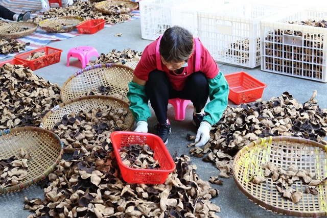 img-0104-tangerine-peels-sorting-process-2_11zon