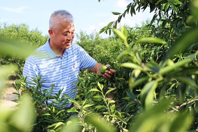 img-0289-li-chi-wai-harvesting-tangerine_11zon