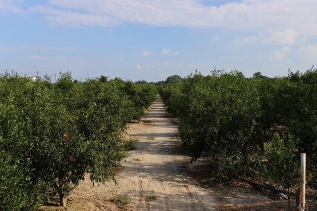 img-0456-xinhui-tangerine-farm_11zon