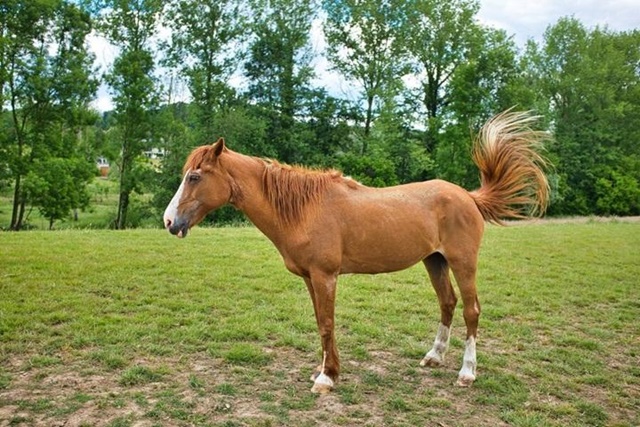 brown-horse-standing-green-landscape-trees_181624-30876