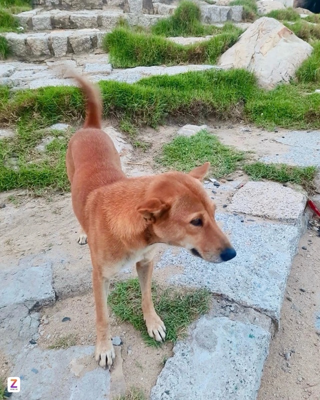 con_cho_znews_2__11zon