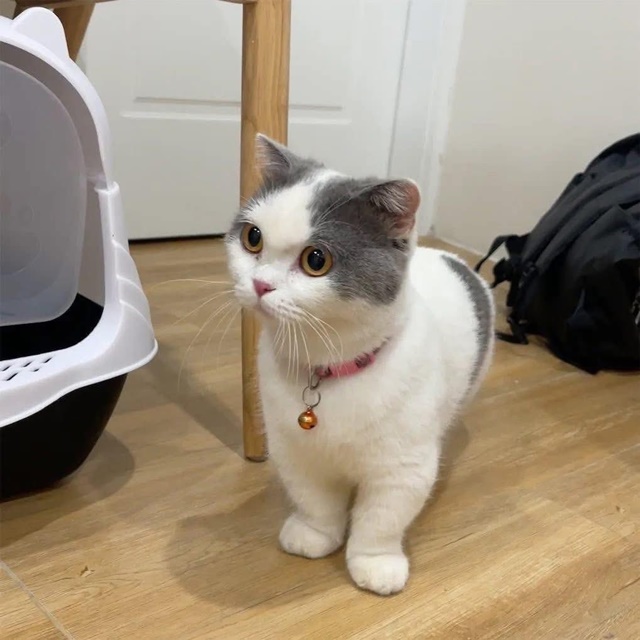 627778943101632009281096788195794074927359896n-17707006631331475572177-1770708716050-1770708716258150063081