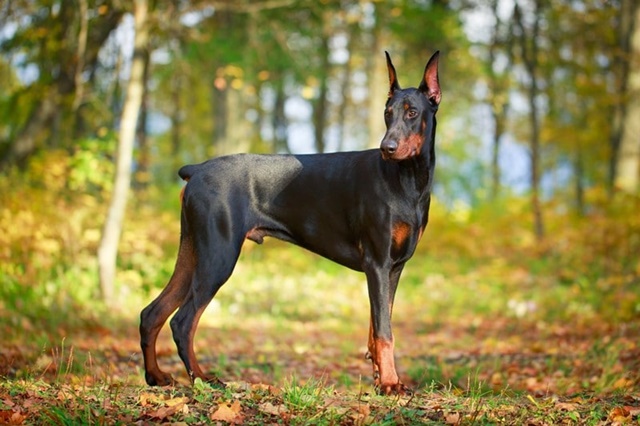 cho-doberman