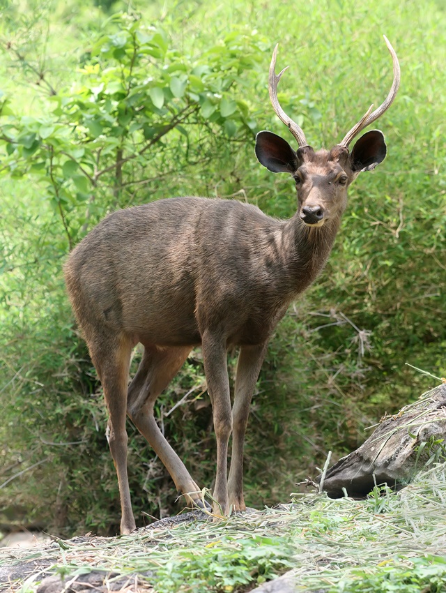 Sambar_deer_Cervus_unicolor