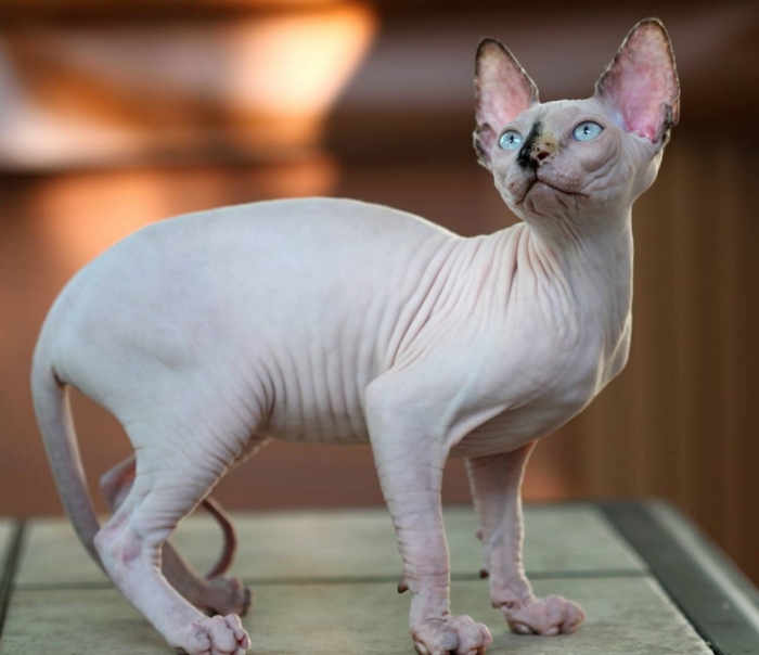 8 Màu Lông Của Mèo Sphynx ( Mèo Ai Cập ) Phổ Biến Nhất Hiện Nay - Động Vật  Muôn Màu