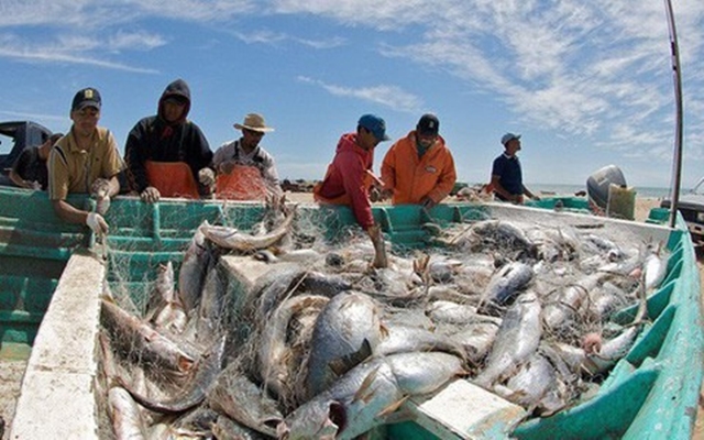 ca-corvina-1
