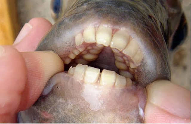 ca-pacu-2