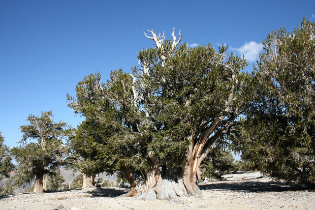 bristlecone-3