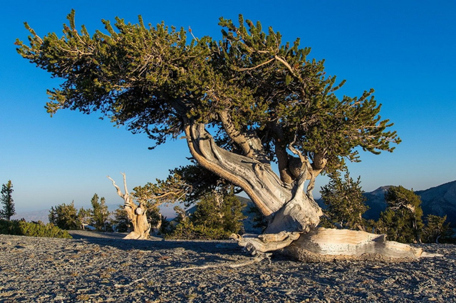 bristlecone-4