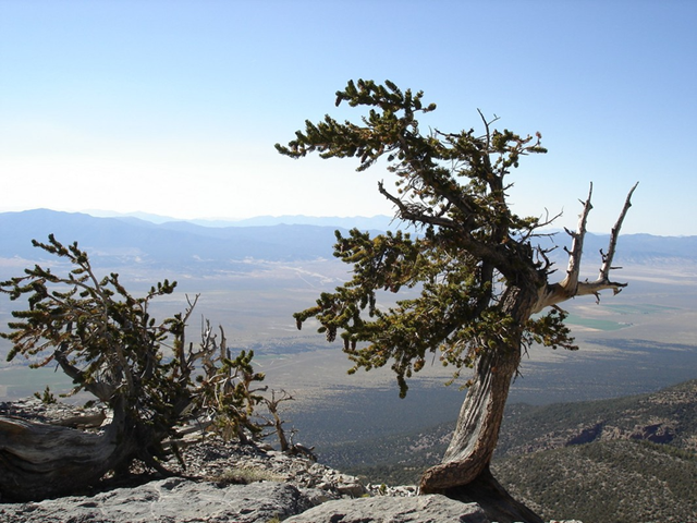 bristlecone-6