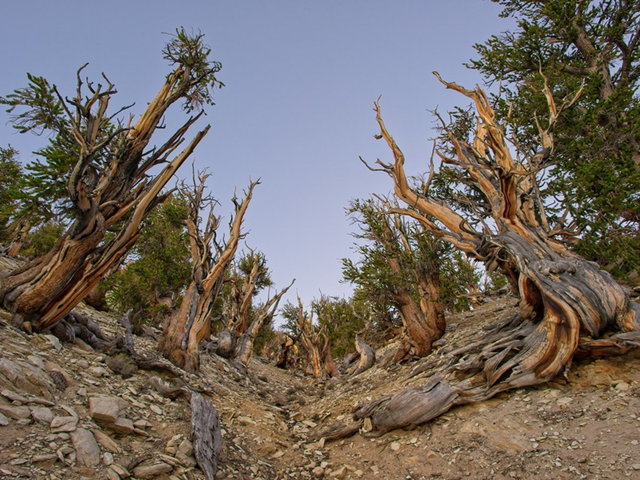 bristlecone-7