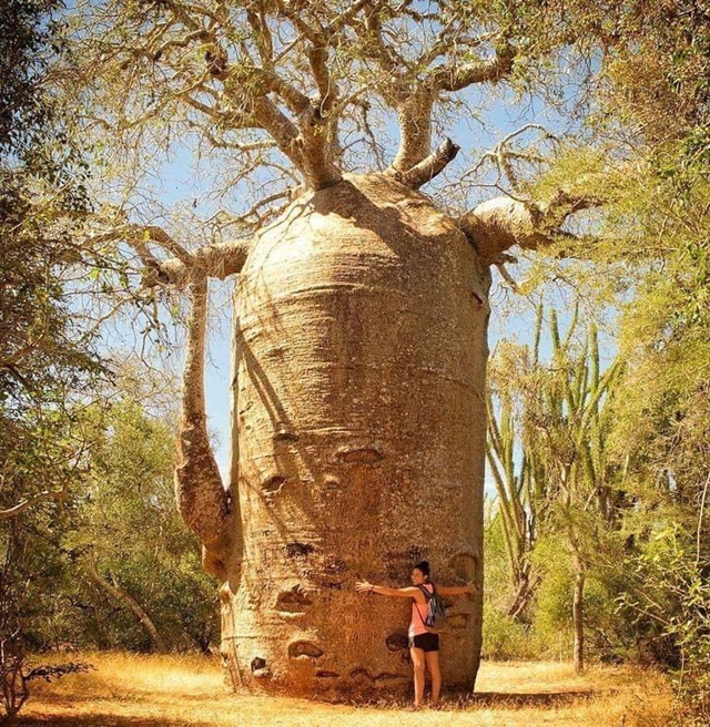 cay-baobab-1