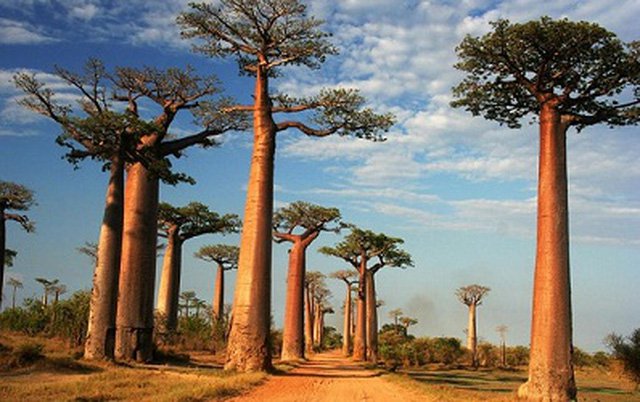 cay-baobab-2