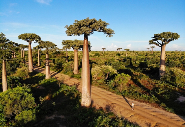 cay-baobab-3