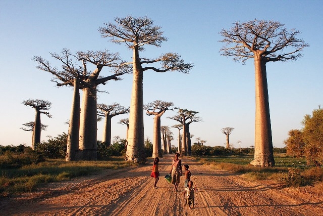 cay-baobab-4